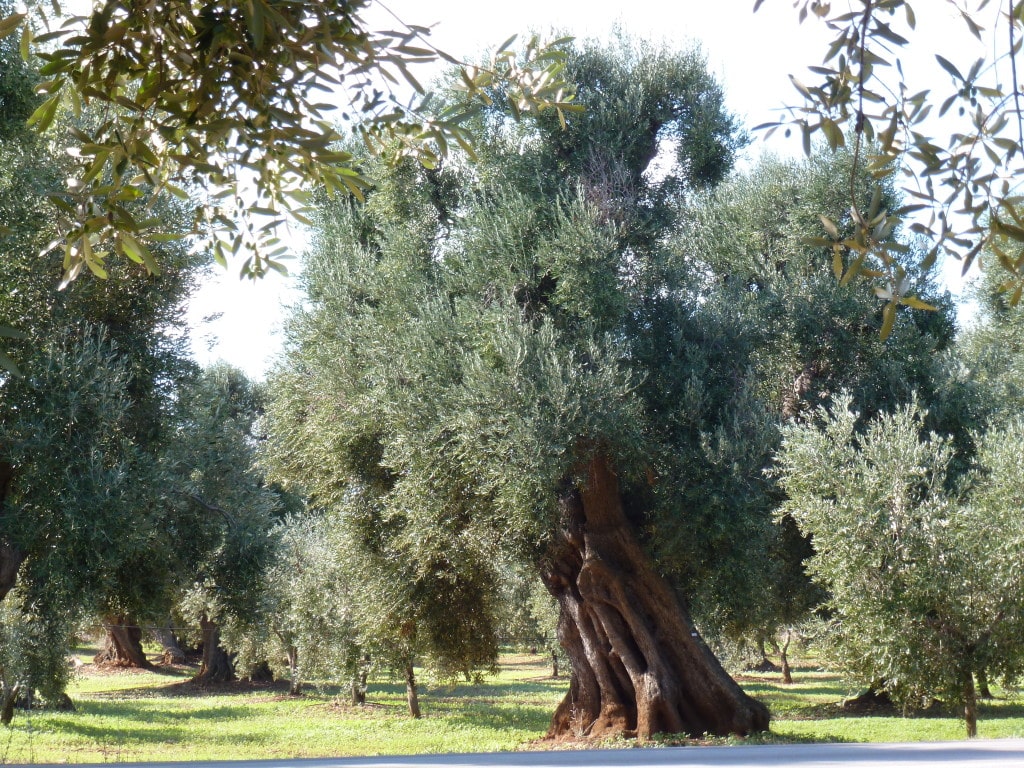 italien apulien olivenhain