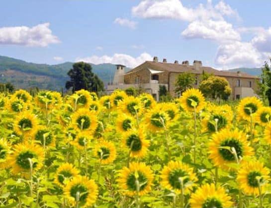 Italien Umbrien Sonnenblumenfeld